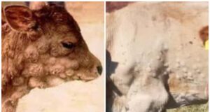 Dermatite bovina, il Tar condanna i bovini all’abbattimento