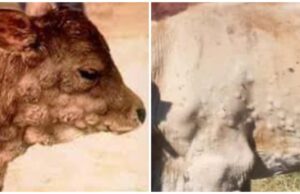 Dermatite nodulare tra i bovini, la Asl rassicura: “Non è trasmissibile all’uomo”