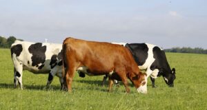 Dermatite bovina, gli allevatori esultano: Consiglio di Stato blocca abbattimenti