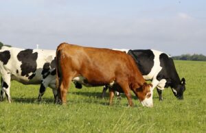 Dermatite nodulare bovina, possibili abbattimenti di massa: “Evitiamolo”