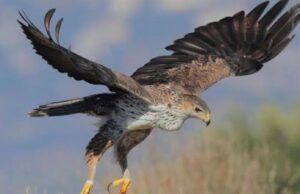 Parco di Tepilore, saranno introdotti 7 esemplari di aquila del Bonelli