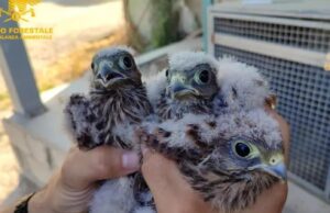 Siamanna, salvati tre pulli di falco (gheppio) caduti dal nido