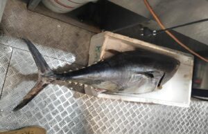 Cagliari, tonno rosso e bottarga irregolari: sequestro da oltre 200Kg