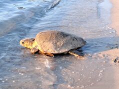 Sant’Antioco, tartaruga depone le uova nella spiaggia di Maladroxia