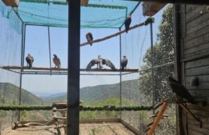 Parco di Tepilora, liberati i 7 esemplari di aquila di Bonelli
