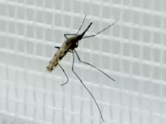 Febbre del Nilo, convocato tavolo tecnico a Oristano: “Rafforzare prevenzione”