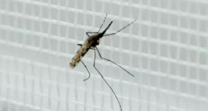 Febbre del Nilo, accertato un nuovo caso in Sardegna: è il terzo