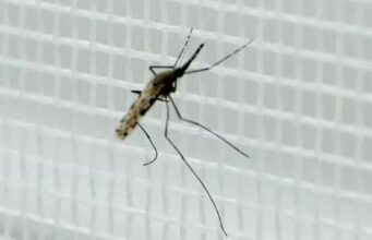 Zanzare positive alla West Nile a Cagliari: ecco cos’è il virus della Febbre del Nilo