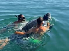 Tartaruga nei guai a Villaputzu, grande mobilitazione per aiutare l’ospite raro