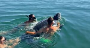 Tartaruga nei guai a Villaputzu, grande mobilitazione per aiutare l’ospite raro