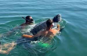 Tartaruga nei guai a Villaputzu, grande mobilitazione per aiutare l’ospite raro