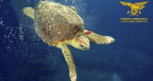 Fauna marina, dalla Regione fondi per la tutela: 430mila euro annui fino al 2027