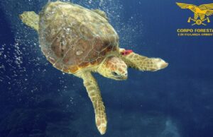 Fauna marina, dalla Regione fondi per la tutela: 430mila euro annui fino al 2027