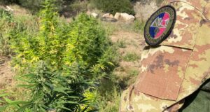 Tortolì, scovata piantagione di marijuana in casa: 40enne in manette