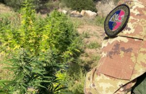Tortolì, scovata piantagione di marijuana in casa: 40enne in manette
