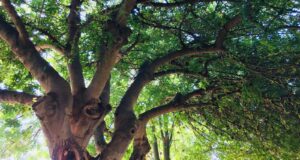 Cagliari, lavori di potatura terminati: traffico riaperto in viale Merello