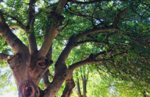 Cagliari, lavori di potatura terminati: traffico riaperto in viale Merello