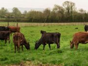 Dermatite bovina, appello degli allevatori: “Stop agli abbattimenti”