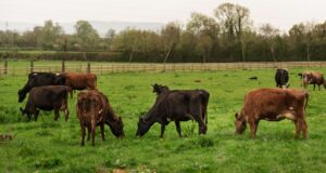 Dermatite bovina, si va verso abbattimenti a tappeto | La protesta: “Inaccettabile”