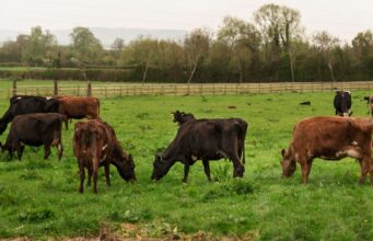 Dermatite bovina, appello degli allevatori: “Stop agli abbattimenti”