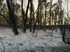 Incendio Arborea-Marrubiu, 70 ettari di terreno andati in fumo