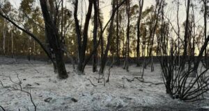 Incendio Arborea-Marrubiu, 70 ettari di terreno andati in fumo