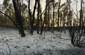 Incendio Arborea-Marrubiu, 70 ettari di terreno andati in fumo