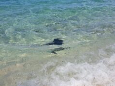 Porto Torres, una razza si avvicina alla riva: curiosità tra i bagnanti | Video