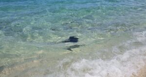 Porto Torres, una razza si avvicina alla riva: curiosità tra i bagnanti | Video