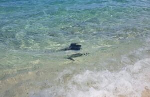 Porto Torres, una razza si avvicina alla riva: curiosità tra i bagnanti | Video