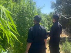 Samassi, controllo amministrativo diventa antidroga: scovata piantagione