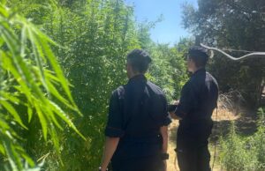 Samassi, controllo amministrativo diventa antidroga: scovata piantagione