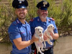 Villamassargia, soli e affamati: cuccioli abbandonati salvati dai Carabinieri