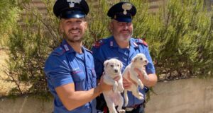 Villamassargia, soli e affamati: cuccioli abbandonati salvati dai Carabinieri