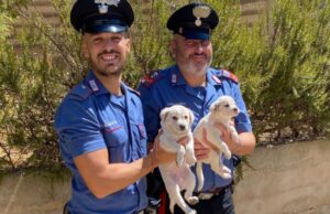 Villamassargia, soli e affamati: cuccioli abbandonati salvati dai Carabinieri