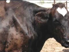 Dermatite bovina, la Sardegna volta pagina: sì alla movimentazione dei capi