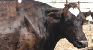 Dermatite bovina, è caos: Tar blocca abbattimenti, Consiglio di Stato li conferma