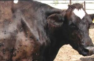 Dermatite bovina, il Csa attacca la Regione: “Bovini sani abbattuti, fermate massacro”