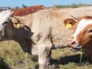 Dermatite bovina, Coldiretti alza la voce: “Via le restrizioni o ci mobiliteremo”