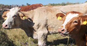 Dermatite nodulare bovina, sostegni alle imprese sarde della macellazione