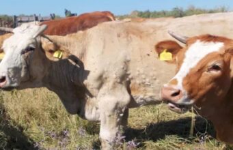 Dermatite bovina, Coldiretti alza la voce: “Via le restrizioni o ci mobiliteremo”