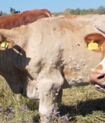 Dermatite bovina, via libera dall’Unione Europea per revocare i blocchi