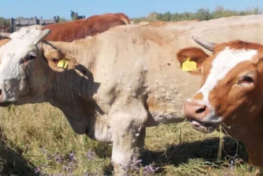 Dermatite bovina, abbattuti altri 25 capi: la Asl lancia un appello agli allevatori