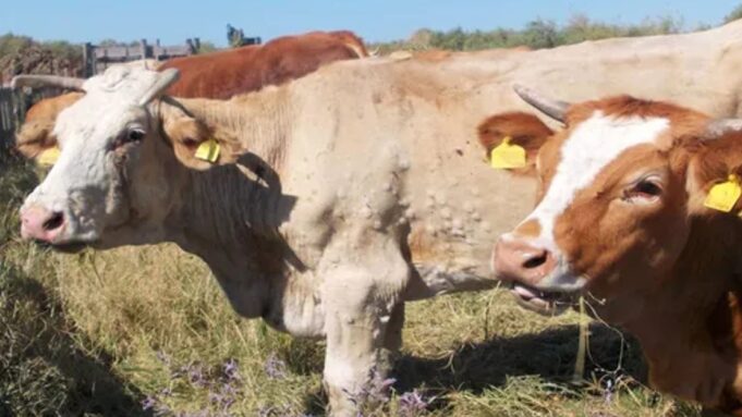 Dermatite bovina, cresce l’insoddisfazione: “Nei fatti rimane ancora il blocco”