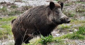 Sardegna, stanziati quasi 800mila euro per ripopolamento fauna selvatica