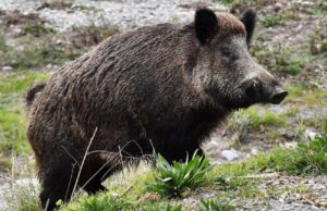 Sardegna, stanziati quasi 800mila euro per ripopolamento fauna selvatica