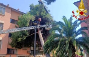 Assemini, albero cade su una palazzina: danni ai balconi, nessun ferito