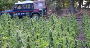 Maxi sequestro di marijuana a Loculi: tre arresti, nei guai anche un minorenne