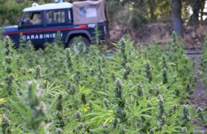 Maxi sequestro di marijuana a Loculi: tre arresti, nei guai anche un minorenne