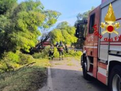 Senorbì, tragedia sfiorata: crolla un pino e provoca un incidente